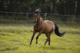 Brown Andalusian gelding galloping in the meadow, Germany, Europe
