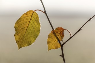 Red dead leaf on a branch in autumn.