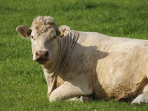 A white bull lies relaxed on a green meadow in the sunshine, borken, münsterland, germany