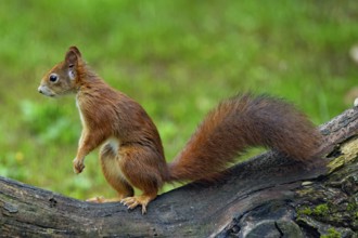 Squirrel standing on tree trunk looking left