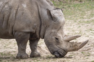 Southern white rhinoceros (Ceratotherium simum simum) . Critically endangered animal species