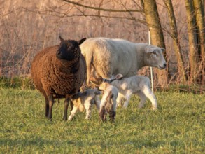 Flock of sheep with lambs on a green meadow near trees, Borken, münsterland, Germany, Europe