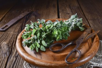 Aromatic oregano (Origanum vulgare)