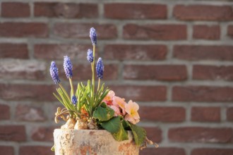 Spring pot with grape hyacinths and primroses in front of a brick wall, Borken, Münsterland,