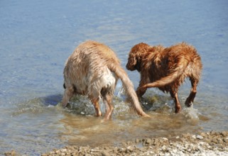 Two wet Golden Retriever young dog bathing in the river