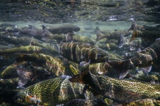 River Trout swim underwater, Trout underwater scene, Trout farm