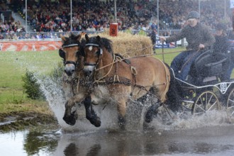 Cold-blooded horses as the titans of the race in Brück, Brandenburg