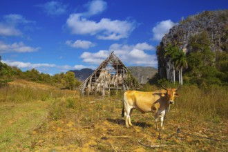 Famous Cuba farmland tobacco area, Valley de Vinales, Pinar del Rio, Cuba.Traditional drying shed