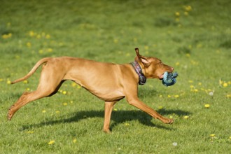 Der ungarische Zeiger ist wunderbar Abrufen ruft während des Nachmittags sonniges Training