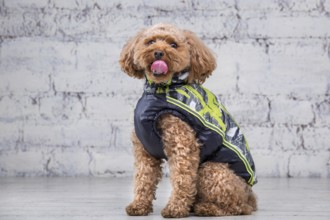 Small funny dog of brown colour with curly hair of toy poodle breed posing in clothes for dogs.
