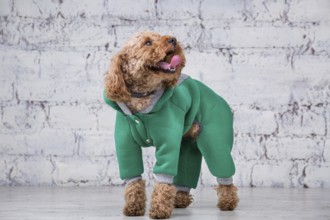 Small funny dog of brown colour with curly hair of toy poodle breed posing in clothes for dogs.