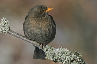 Blackbird (Turdus merula), one, individual, biotope, habitat, perch, garden, Neuhofen,