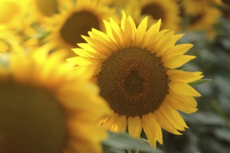 Sunflower, Helianthus annuus at sunset