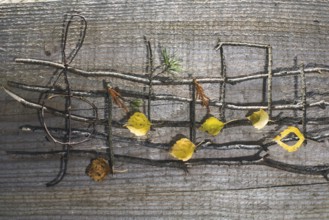 Musical notes conception. Wooden musical notes and leaves