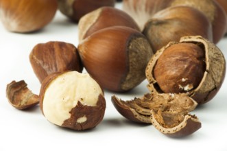 Closeup raw hazelnuts white isolated. One broken hazelnut and other purposes