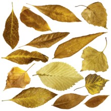 Autumn leaves set. White isolated