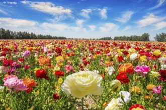 The multicolored garden buttercups in a kibbutz field with a magnificent carpet. Walk in the world