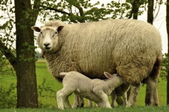Ewe with lamb