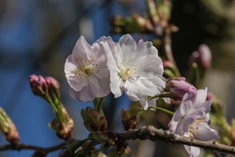 Close-up of delicate cherry blossoms with pink buds on a branch in spring, Borken, Münsterland,
