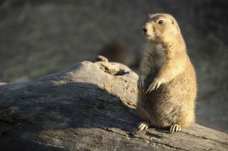 Black-tailed prairie dog, Cynomys ludovicianus, sitting on the ground