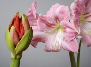 Half open amaryllis bud and amaryllis flowers on a neutral background