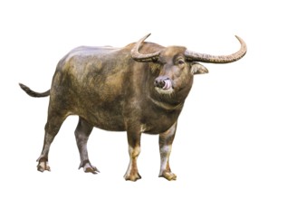 Asian water buffalo with funny tongue isolated on white background and copy space