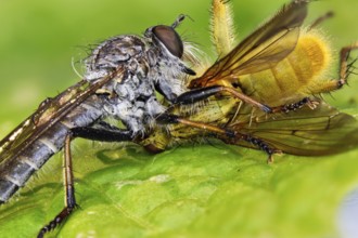 Predatory fly - sucks out dung fly (Machimus)
