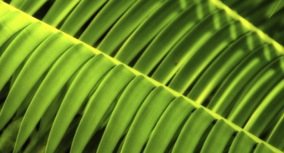 Leaf