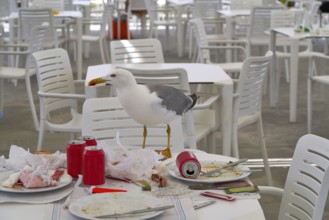 Seagull eating on a restaurant table