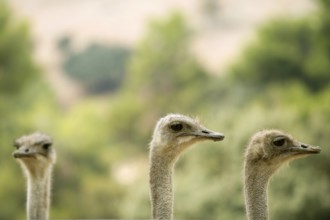 Ostrich portrait outdoor three neck and heads in a row