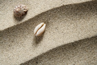 Closeup macro of shell and sea snail over beach sandwith wavy texture such a summer vacation