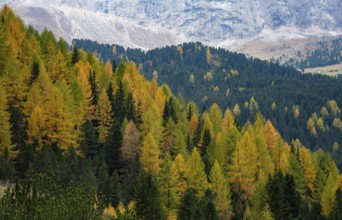Yellow larches glowing in the forest on the edge of the rocky mountain in autumn. Dolomite Alps,
