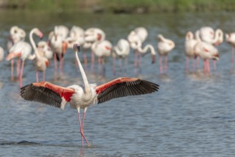 Greater Flamingos (Phoenicopterus roseus) landing in a swamp. Saintes Maries de la Mer, Parc