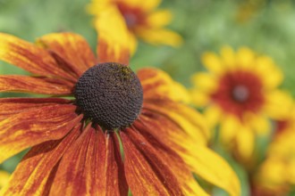 Flowers Rudbeckia, Rudbeckie in garden in spring. Alsace, France, Europe