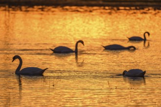 Mute swan (Cygnus olor) silhouette in the water at sunset. Bas-Rhin, Alsace, Grand Est, France,