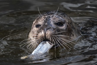 Harbor Seal (Phoca vitulina) with caught fish