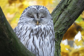 Ural Owl, Strix uralensis. Nocturnal owl sitting on tree branch in autumn forest