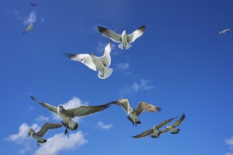 Seagulls sea gulls group flying on blue sky in Caribbean sea