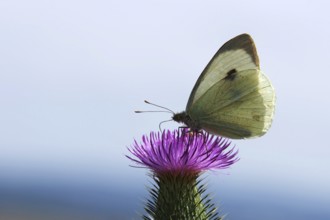 Cabbage white butterfly drinking nectar on a thistle flower