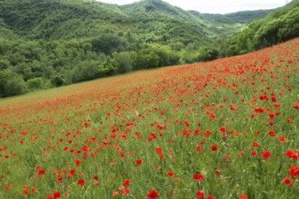 An image of a beautiful poppy field in italy