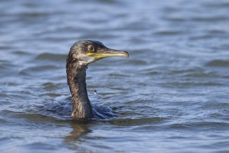 Cormorant, Gulosus aristotelis