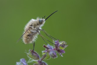 Woolly hoverfly, Bombyliidae