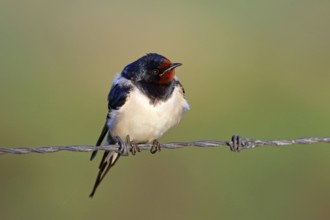 Barn Swallow, Hirundo rustica