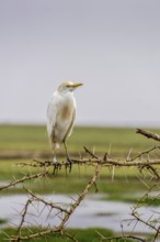 Big white Bird Sitting on a Thorntree in Kenya in Africa