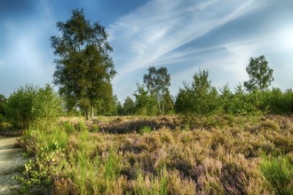 Autumn atmosphere in the nature reserve Trupbacher Heide in Germany with blooming heather at