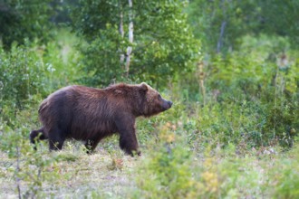 Kamchatka brown bear Ursus arctos piscator in natural habitat, walking in summer woodland.