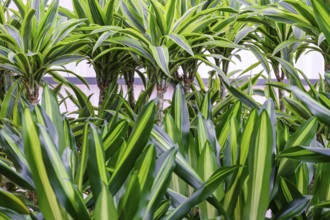Dracaena fragans, tronco de Brasil, Majorca, Balearic Islands, Spain, Europe