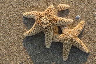 Sunrise on the beach. Starfish