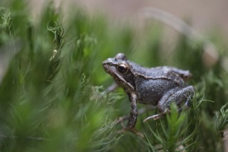 Grass frog (Rana temporaria), small frog hidden in moss, Western Pomerania Lagoon National Park,