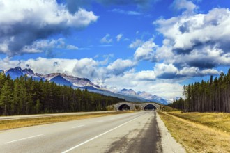 Bridge - crossing for animals across the road. Cloudy fall day in the Canadian Rockies. Evergreen